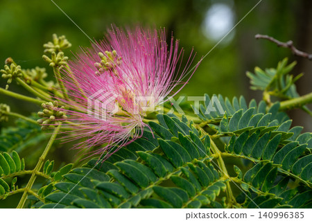 Nemnoki flower Nemnoki flower 140996385