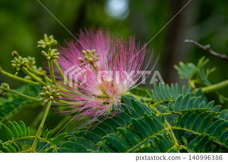 Nemnoki flower Nemnoki flower 140996386