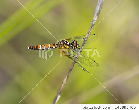A small female dragonfly (Hachcho damselfly) perched on a blade of grass. A small female dragonfly (Hachcho damselfly) perched on a blade of grass. 140996409