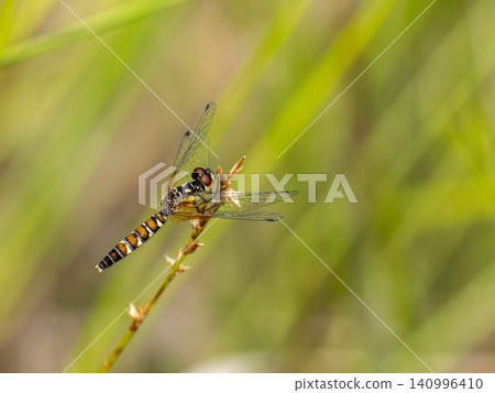 A small female dragonfly (Hachcho damselfly) perched on a blade of grass. A small female dragonfly (Hachcho damselfly) perched on a blade of grass. 140996410