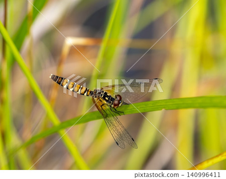 A small female dragonfly (Hachcho damselfly) perched on a blade of grass. A small female dragonfly (Hachcho damselfly) perched on a blade of grass. 140996411