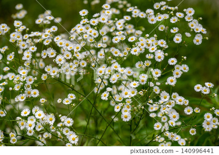 Many white flowers of the Erigeron annuus are in bloom. Many white flowers of the Erigeron annuus are in bloom. 140996441