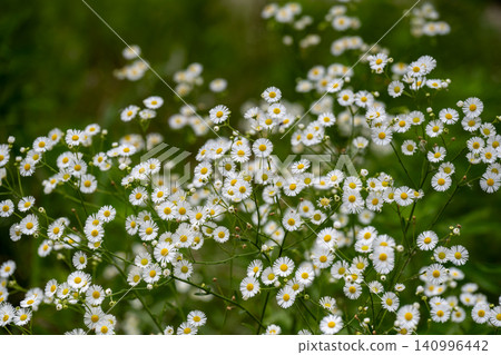 Many white flowers of the Erigeron annuus are in bloom. Many white flowers of the Erigeron annuus are in bloom. 140996442