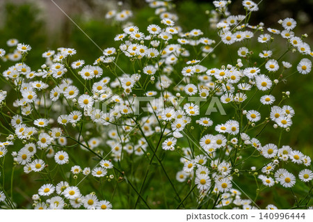 Many white flowers of the Erigeron annuus are in bloom. Many white flowers of the Erigeron annuus are in bloom. 140996444
