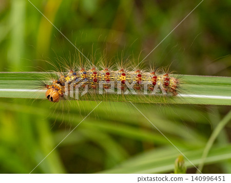 Gypsy moth larvae on the surface of leaves Gypsy moth larvae on the surface of leaves 140996451