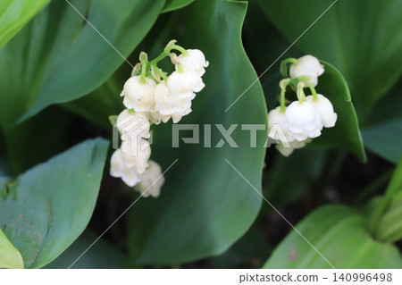 Small, white, bell-shaped lily-of-the-valley flowers bloom in the spring park. Small, white, bell-shaped lily-of-the-valley flowers bloom in the spring park. 140996498