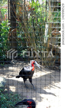 Southern ground hornbill walking through shaded zoo enclosure with tall dry grass, mesh fencing, bamboo, and naturalistic vegetation behind, with hornbill, bird, avian, wildlife detail 140996529