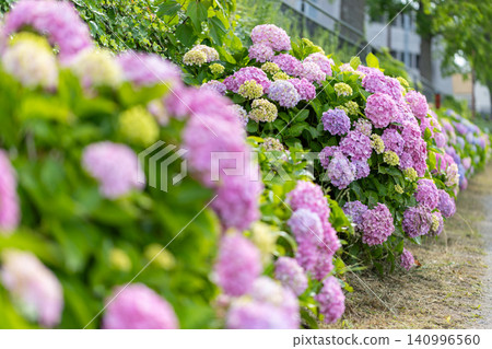葛西濱水綠道沿線的繡球花 葛西濱水綠道沿線的繡球花 140996560