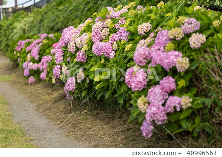 Hydrangeas along the Kasai Waterfront Greenway Hydrangeas along the Kasai Waterfront Greenway 140996561