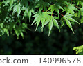 A close-up of fresh green maple leaves bathed in the morning sun. 140996578