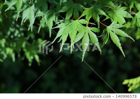 A close-up of fresh green maple leaves bathed in the morning sun. A close-up of fresh green maple leaves bathed in the morning sun. 140996578