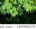 Maple leaves bathed in the morning sun 140996579