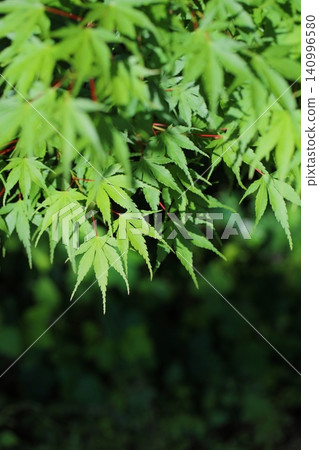 晨曦灑在楓葉上 晨曦灑在楓葉上 140996580