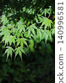 Maple leaves bathed in the morning sun 140996581