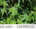 A close-up of fresh green maple leaves bathed in the morning sun. 140996582