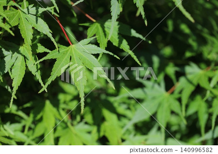 A close-up of fresh green maple leaves bathed in the morning sun. A close-up of fresh green maple leaves bathed in the morning sun. 140996582