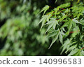 Maple leaves bathed in the morning sun 140996583