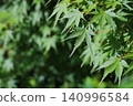 Maple leaves bathed in the morning sun 140996584