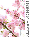 Double-flowered cherry blossoms in full bloom (Yaebeni Tora no O) against a white background 140996585