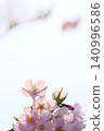 Pale pink Omoigawa cherry blossoms [Sky background] 140996586