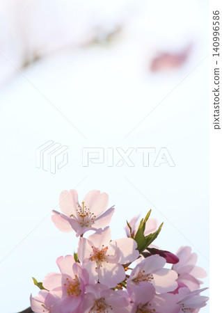 Pale pink Omoigawa cherry blossoms [Sky background] 140996586