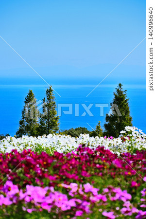 山坡上,俯瞰大海,盛開著波斯菊。 山坡上,俯瞰大海,盛開著波斯菊。 140996640