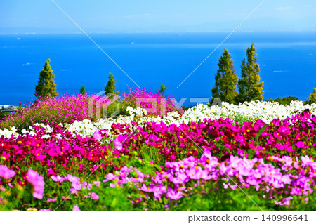 山坡上，俯瞰大海，盛開著波斯菊。 140996641