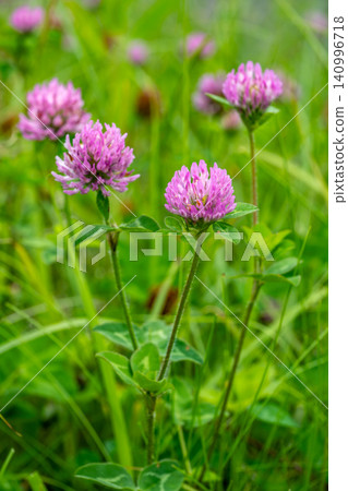 Purple clover flower Purple clover flower 140996718
