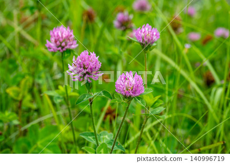 Purple clover flower Purple clover flower 140996719