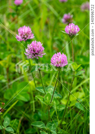 Purple clover flower Purple clover flower 140996722
