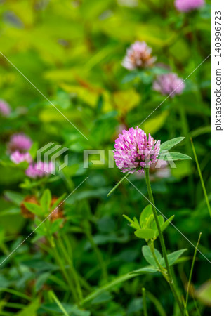 Purple clover flower 140996723