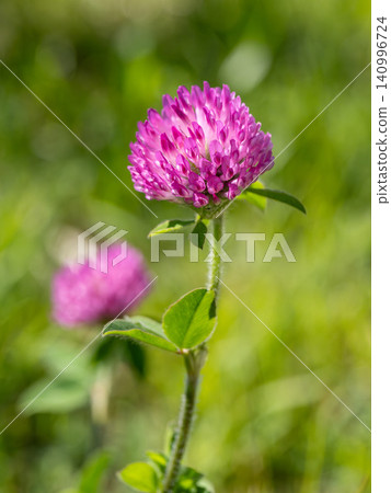 紫色三葉草花 紫色三葉草花 140996724
