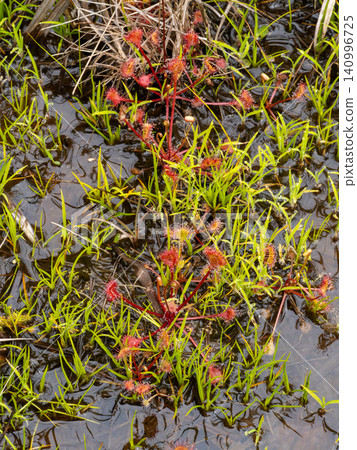 Sundews growing in wetlands Sundews growing in wetlands 140996725