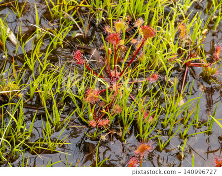 Sundews growing in wetlands Sundews growing in wetlands 140996727