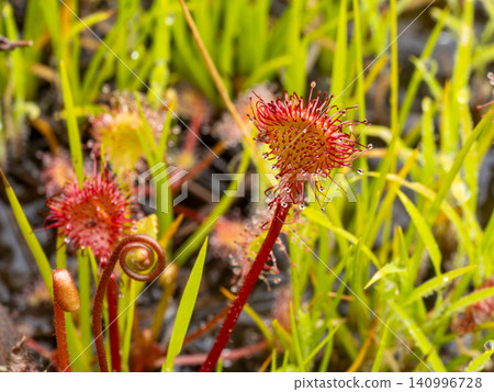 Sundews growing in wetlands Sundews growing in wetlands 140996728