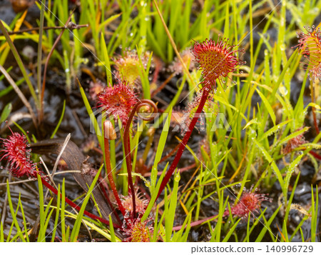 Sundews growing in wetlands Sundews growing in wetlands 140996729