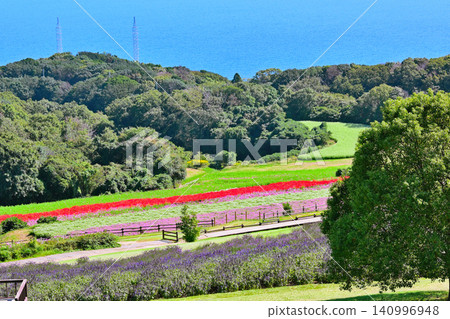 山坡上俯瞰大海的花田 山坡上俯瞰大海的花田 140996948