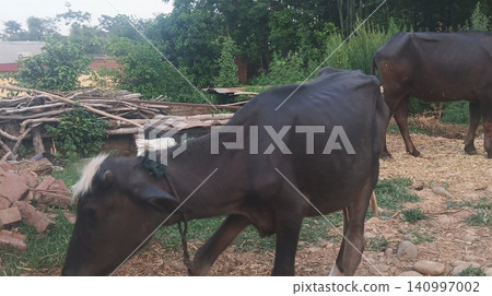 Domestic Water Buffalo Walking on Rural Indian Farmstead Domestic Water Buffalo Walking on Rural Indian Farmstead 140997002