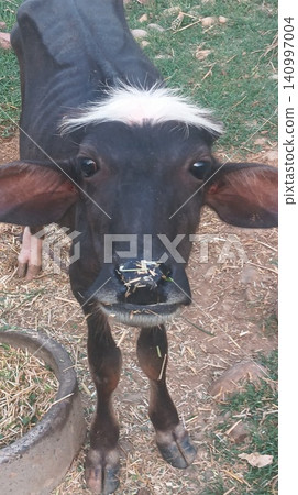Young Water Buffalo Calf with White Tuft Eating from Feeder Young Water Buffalo Calf with White Tuft Eating from Feeder 140997004