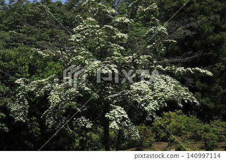 Dogwood in late spring Dogwood in late spring 140997114