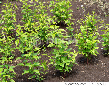 藥用植物:假山茶 藥用植物:假山茶 140997213