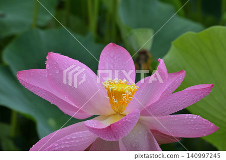 Pink lotus flowers, yellow receptacles, and the sparkle of water droplets. Pink lotus flowers, yellow receptacles, and the sparkle of water droplets. 140997245