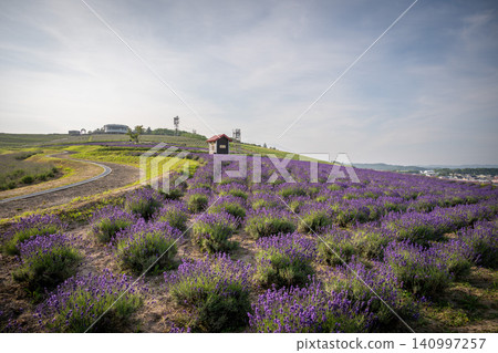 Early-blooming lavender in Hinode Park in early summer Early-blooming lavender in Hinode Park in early summer 140997257