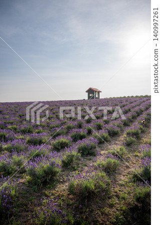 Early-blooming lavender in Hinode Park in early summer Early-blooming lavender in Hinode Park in early summer 140997261