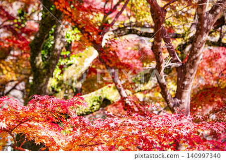 Autumnal Hasega Temple Autumnal Hasega Temple 140997340