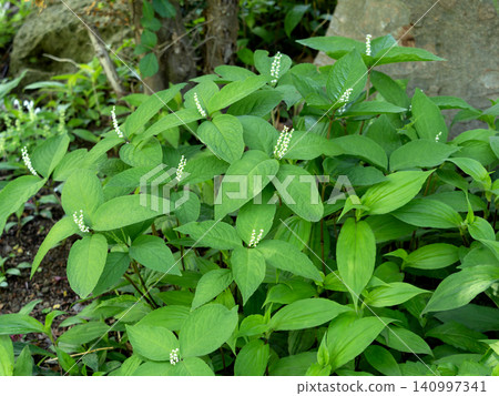 Phthalis sika Phthalis sika 140997341