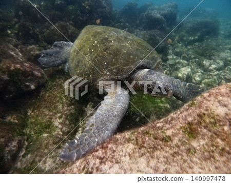 一隻野生加拉巴哥綠海龜(厄瓜多)在海洋中優雅地遊動。 一隻野生加拉巴哥綠海龜(厄瓜多)在海洋中優雅地遊動。 140997478