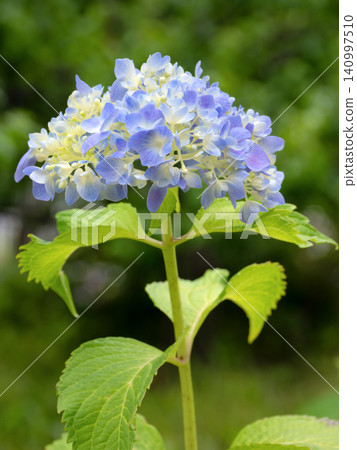 藍色繡球花 140997510