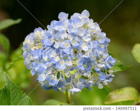 藍色繡球花 藍色繡球花 140997511