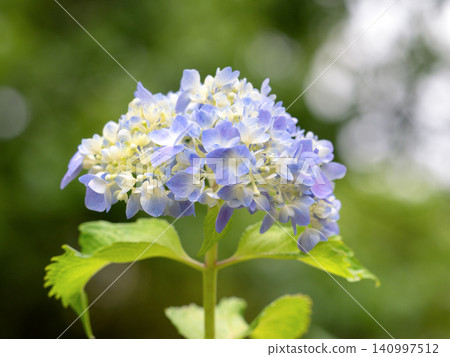 藍色繡球花 藍色繡球花 140997512